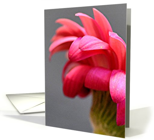 Gerber daisy card (435784)
