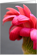 Gerber daisy card