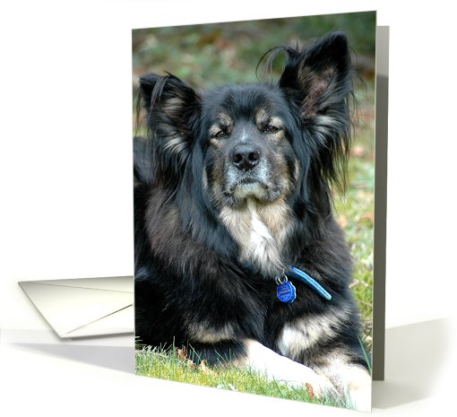 Father's Day dog card (438591)