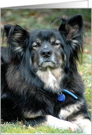 Father’s Day dog card
