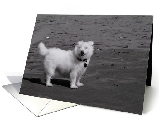 Smiling beach dog card (438853)