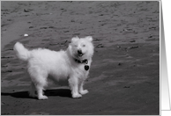 Smiling beach dog card