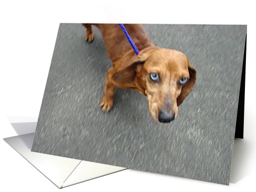 Dachshund card (438858)