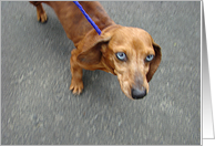 Dachshund card