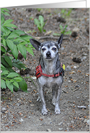 Chihuahua card