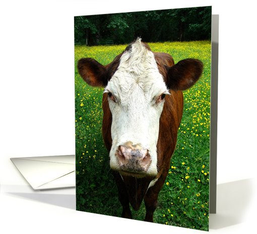 Stormy the cow card (445691)