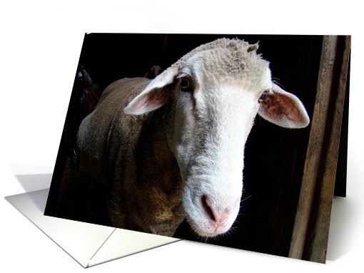 Sheep card (472617)
