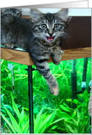 Kitten on fish tank