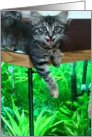 Kitten on fish tank card