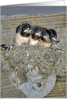 baby birds card
