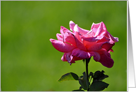 Rose card