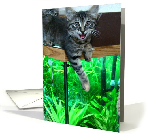 Hopeful kitten card (534708)