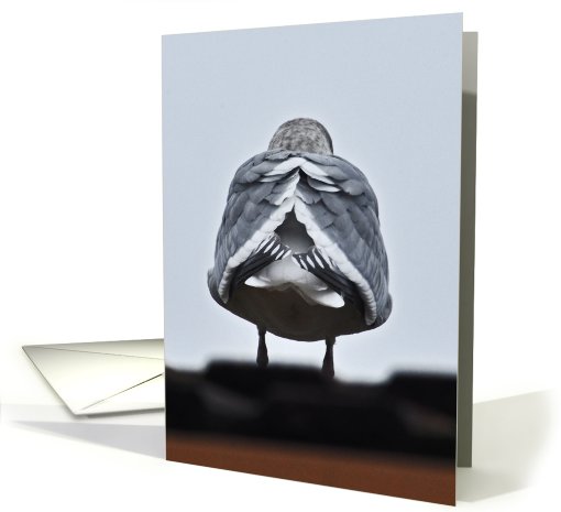 gull butt card (545844)