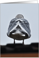 gull butt card