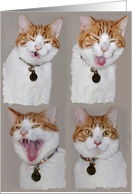 Kitty sneeze card