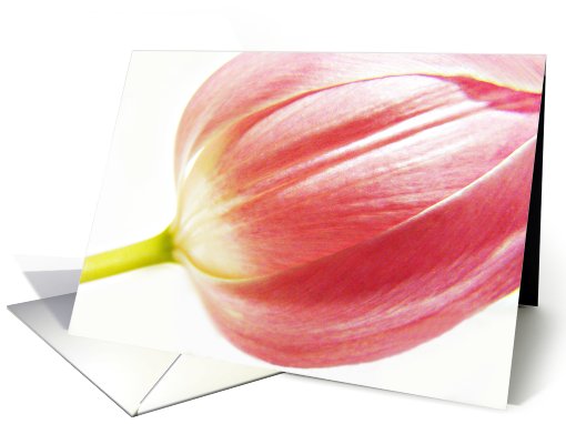 Tulip card (572043)