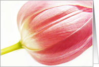Tulip card