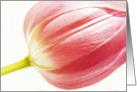 Tulip card