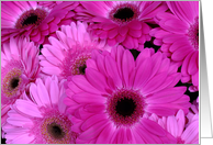 Pink Daisies card