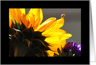 Ladybug and Sunflower card