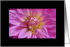 Pink Dahlia card