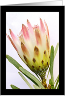 Protea card