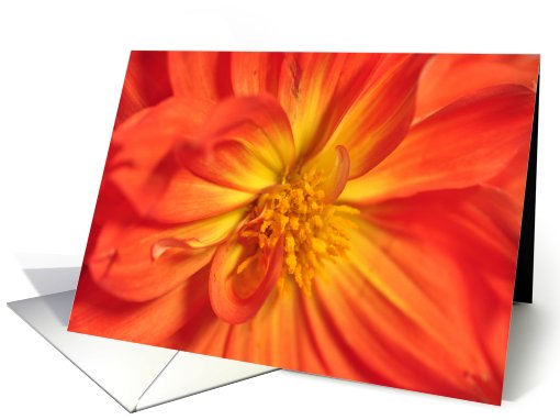 Dahlia card (696597)