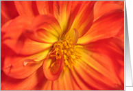 Dahlia card