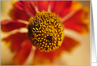 Dahlia card