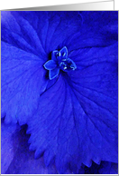 Blue hydrangea card