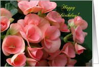 Happy Birthday, Peach Begonias, Large Print card