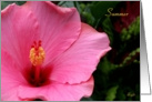 Summer Solstice, July, Hibiscus in Full Bloom card