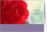 from All of Us, Happy Birthday, Red Begonia, blank card