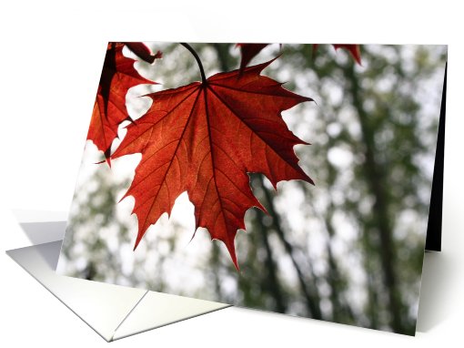 Spring Red Maple Leaf card (424785)