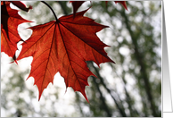 Spring Red Maple Leaf card