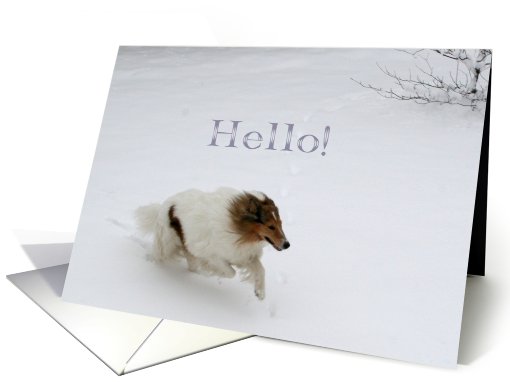 Hello Collie Running in the Snow card (516460)