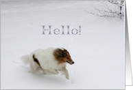 Hello Collie Running in the Snow card
