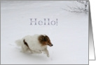 Hello Collie Running in the Snow card