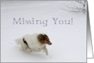 Missing You Collie Running in the Snow card