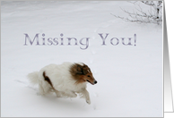 Missing You Collie...