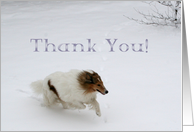 Thank You Collie Running in the Snow card