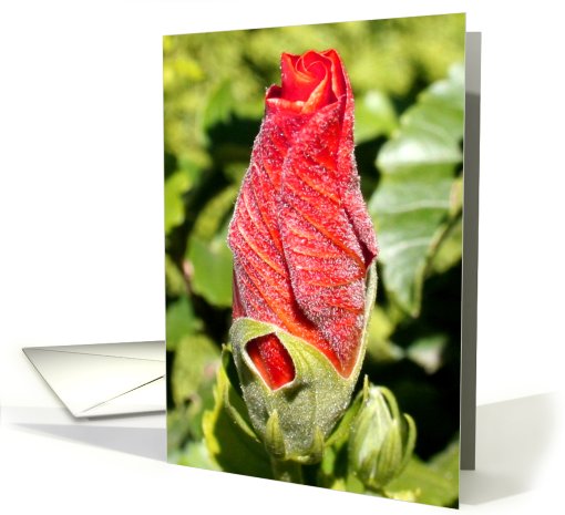 Possibilities-Tropical Hibiscus Bud card (544346)