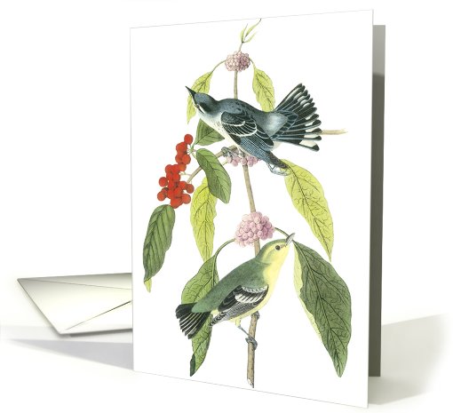 Happy BirdDay! -Funny card (548397)