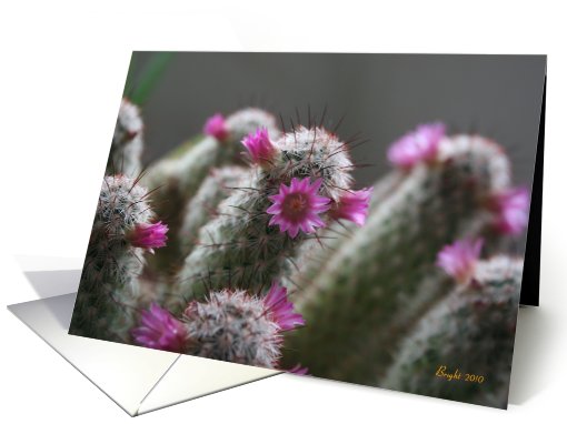 Flowering Cactus - blank inside card (588388)