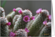 Flowering Cactus - blank inside card