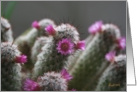 Flowering Cactus - blank inside card
