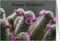 Happy Birthday General - Flowering Cactus card