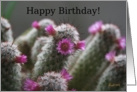 Happy Birthday General - Flowering Cactus card