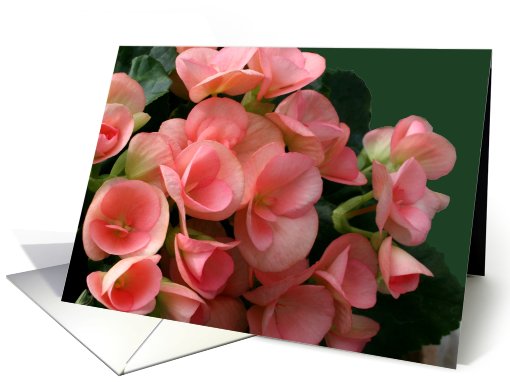 Begonias, blank card (630740)