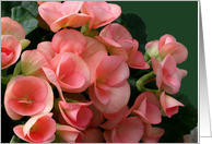 Begonias, blank card